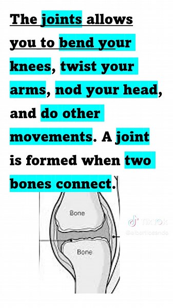 Understanding the Skeletal System: Functions and Structure Explained