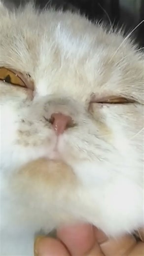 2028.10.28.午後の😺下北♂君😅…#cat #子ネコ #ペット #猫のいる暮らし #music #ねこ #love