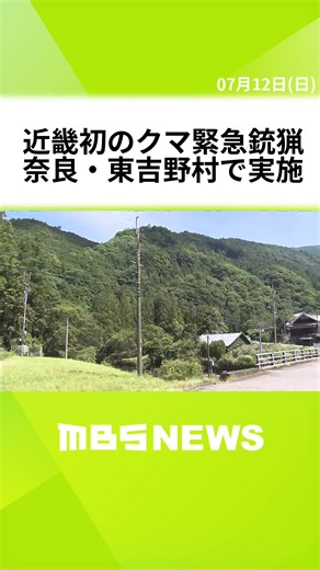 １１日、奈良県東吉野村の住宅の倉庫にクマ１頭がいるのが見つかり、緊急銃猟で駆除されました。 近畿地方での緊急銃猟は初めてです。 県によりますと、１１日午前７時５０分ごろ、東吉野村の住民から「自宅納屋でツキノワグマらしき動物を目撃した」と村役場に連絡がありました。 連絡を受けた県と村の担当者らが現場でツキノワグマであることを確認。警察など関係機関が協議し、村が「緊急銃猟」の実施を決定。午後５時半ごろ、獣医師が麻酔銃を撃って、捕獲後、殺処分されました。 人的被害はありませんでした。 （東吉野村の住民）「怖いですね。あんまり夜遅くや朝早くは（外を）歩かないようにしている。（この辺では）クマは見たことなかったです」 殺処分されたツキノワグマは全長１３５ｃｍ・体重４１ｋｇのオスで、１０歳から１５歳くらいと推定されています。 環境省が公表しているデータによりますと、福井県より西の地域でのクマの「緊急銃猟」は初めてだということです。 #MBSニュース #tiktokでニュース