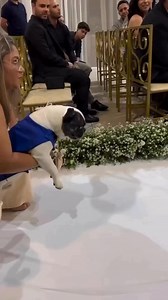 783K views · 9.5K reactions | Best wedding in the world  | French Bulldog Club | Facebook
