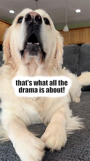 POV: My Dramatic Golden Only Wants THIS #ad #waggintrainpet #amomwithdogs #funny #cute #love