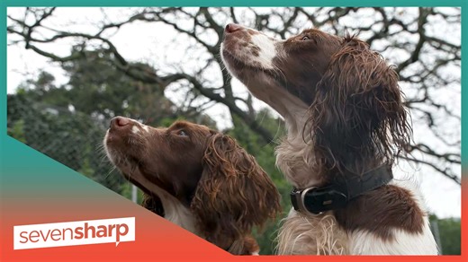 The clever canines of conservation Man's best friend, taking on an invisible enemy to save a gentle giant. Meet the clever canines of conservation. | Seven Sharp