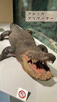 【国立科学博物館】企画展「ワニ」展示風景のご紹介♪