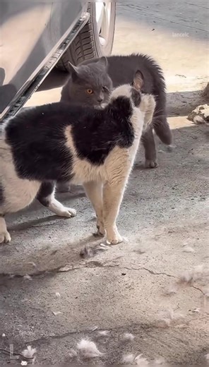 Understanding Cat Fighting Behavior in Domestic Cats