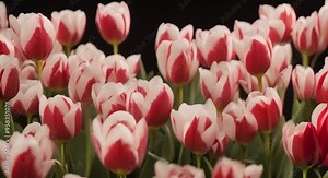 Tulips blooming camera movement slow motion on a black background video 4k animation
