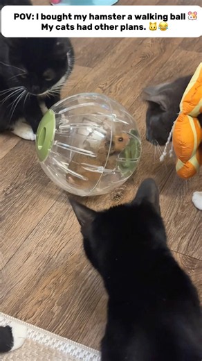 I Got My Hamster a New Ball, and My Cats Went Crazy! 😹 #hamster#cats#family#funncatevideo