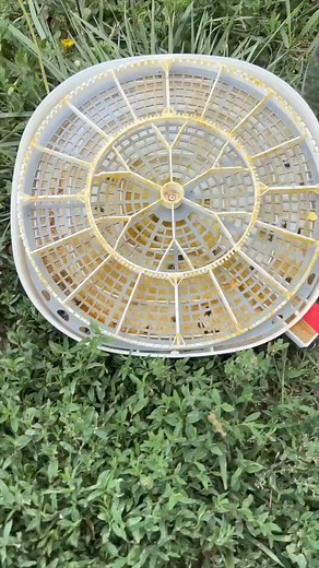 76K views · 539 reactions | This Chick Never Hatched, So I Helped... #chick #hatching #eggs | White House on the Hill | Facebook