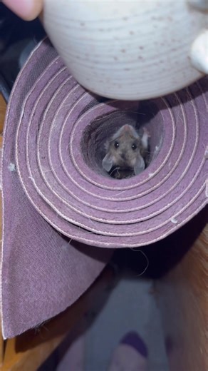 Omggggg I’m a sucker for little critters…. 🥺🥺😭❤️❤️ it’s my 8th season as a lookout and I have been experiencing my first real mousy problem!! Had a single mouse in the cab in the year of ‘22, but it was an anomaly!! Got the little cutie out, and had no further issues. Usually have a mouse or two in the basement, but nothing further. 🥲 love the little things… but have inevitably had to combat them this year, both in the lookout and the van for the first time!! HOWEVER!! I’ve only used humane 