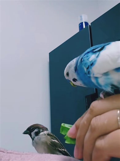 sprow with peroot friend #unfrezzmyaccount