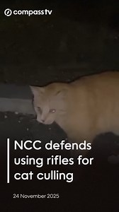 3.4K views · 29 reactions | The National Conservation Council has defended its cat-culling methods. The approach to dealing with the feral-cat population in the Sister Islands came to light during Finance Committee, where it was revealed that the Department of Environment, with council approval, has been using air rifles to eradicate feral cats on Little Cayman.  Read more news at www.caymancompass.com  Stay informed by watching the news at compasstv.ky | Cayman Compass | Facebook