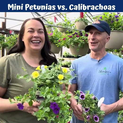 Calibrachoas vs Mini Petunias - Which Are Easier to Grow?