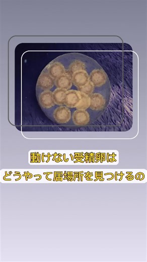 受精卵の不思議な旅と妊娠の神秘
