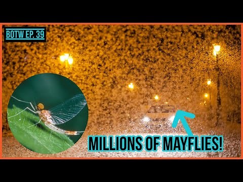 The Insect that only lives for 1 day | Ephemeroptera (Mayflies) | BOTW Ep. 39