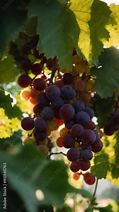 Grapes on vine. Vertical design in 9:16 ratio. Smartphone and social media ready,social media story background set