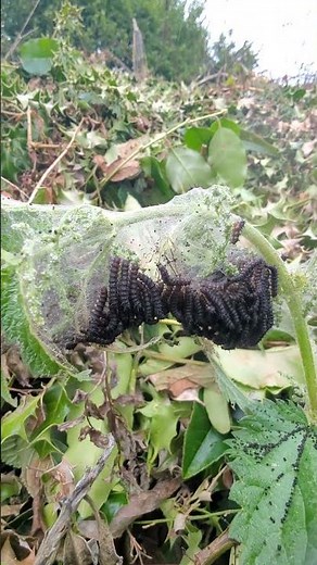 Black Caterpillars On Stinging Nettles #nature #wildlife #bugs