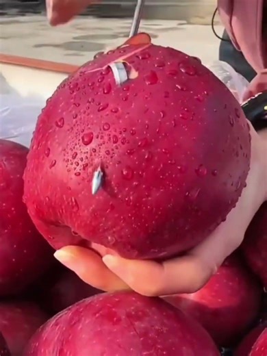Peeling an apple using a long curved metal tool so the skin comes off easily and sticks to the blade
