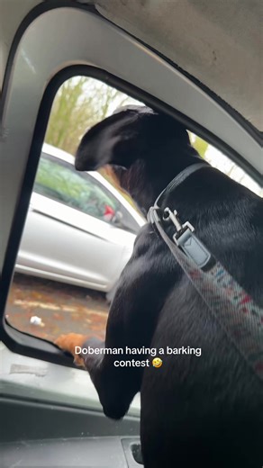 Doberman Barking Contest: Hilarious Moments