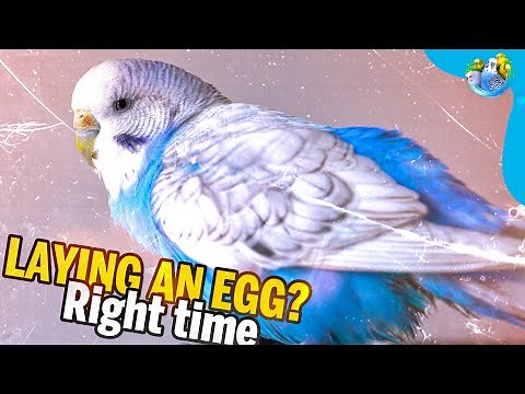 Signs Your Budgie Is Pregnant