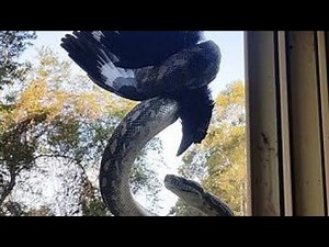Tourist finds ENORMOUS python eating bird while hanging off roof