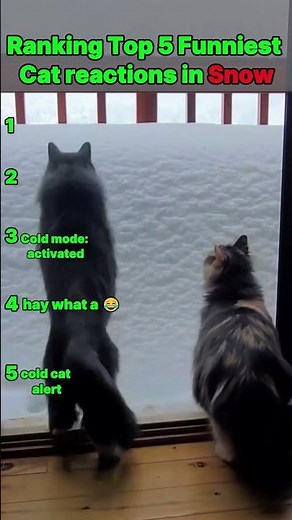 Top 5 Funniest Winter Cats 😂 | Hilarious Snow Reactions! #catlovers #funnycats #funnypets #catlife