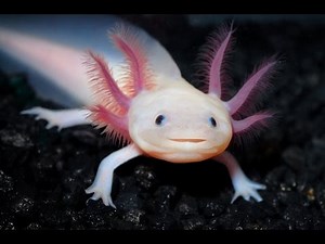 Cuidados de los Ajolotes - Cuidados, Reproduccion y Alimentacion (Cautiverio) Ambystoma Mexicanum