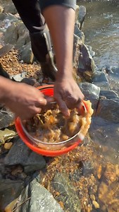 8.1K views · 375 reactions | Sluice Gold Prospecting #goldprospecting | FishnGold | Facebook