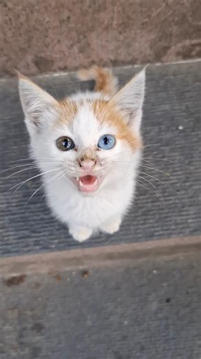 #cute #kitten with #beautiful #eyes #stray #cats