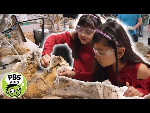 Dinosaur Train | Working with Fossils | PBS KIDS