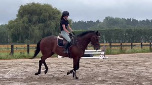 20K views · 828 reactions | Goss only had a couple of rides at the end of last year, where he was quite adverse to any contact and not that rideable…. Here he is first ride back in and a big improvement on the contact front, way more amenable - not bad after being out of work for approx 8 months last year, a couple of arena rides, few more weeks off then offering us this. He’s a 5yo by Per Incanto, approx 16.1hh, built like an army tank! | EventStars Ltd | Facebook