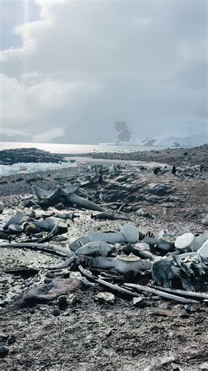 Whale bones on the beach on a nice summer day at Mikkelson Harbor, Antarctica. The location was a factory ship whaling station in the early 20th Century and the bones date to that time period. The harbour was discovered by a Swedish Expedition and named for a Swedish whaling captain who was lost at sea.#Antarctica #nature #whales #fyp