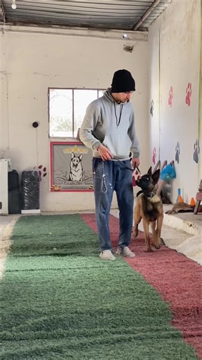 #education #malinois #dressage #pension #pourtoii