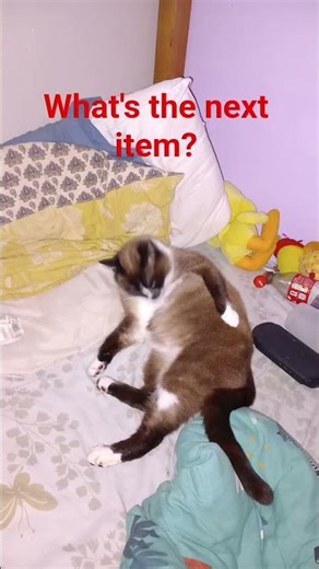 i but item on my cat/je met des objet sur mon chat #chat #items