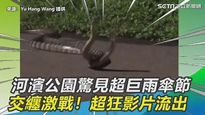 16K views · 137 reactions | 我頭好暈...是兩隻超大隻的雨傘節（#小草西）...
