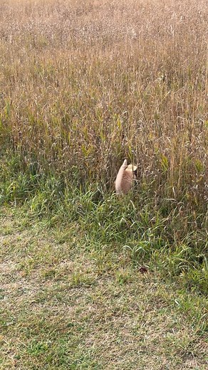 Meowdy purrtners. Sometimes the Montysaurus does some actual inspecting 🧐 🦖 If you’re a fan of Jack Spicer’s kitty cat cowboy content please consider subscribing or joining his Patreon linked in bio 😊 everything helps ❤️ #cat #cats #catlover #catsofinstagram #catlovers #cats_of_instagram #kittycat #tuxedocat #kitty #catlife | Aaron Apps