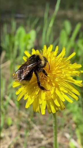 Bumblebees — The Fluffy Flying Wonders #youtubeshorts #animals #bees