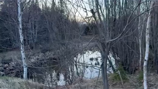 5.4K views · 147 reactions | The spring peepers  have been full on in Eustis ️ Maine  over the past week, as you can hear in this video from Wednesday, May 1, 2024 just after sunset . https://en.wikipedia.org/wiki/Spring_peeper | Eustis Maine Scenery | Facebook