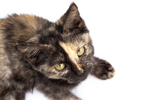 Everything You Need to Know About the Chimera Cat