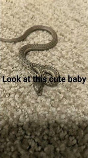 Cute little garter that was in my yard.