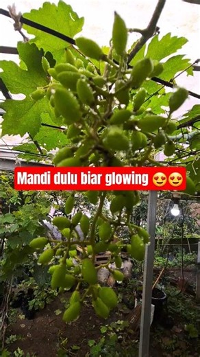 Buah anggur transfiguration Baru selesai mandi biar glowing 😁😍😍 #anggur #grape #shorts #short