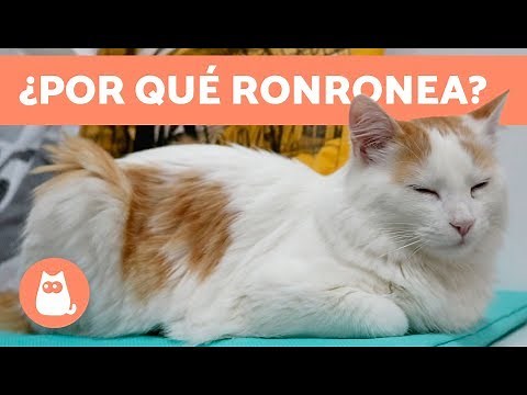 Por qué ronronean los gatos - CONSEJOS PARA GATOS
