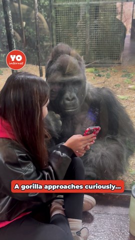 Girl Captivates Gorillas While Scrolling on Her Phone