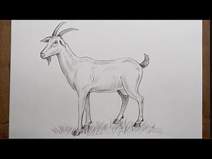 How to draw a goat step by step