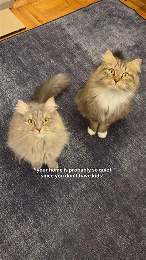 Sounds like two screaming babies to me 😹 #catshorts #meow #cutecats