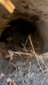 #huntingterrier #deutscherjagdterrier #jagdterrier #germanhuntingterrier #workingterrier #huntingdog | Briarwoods GunDogs