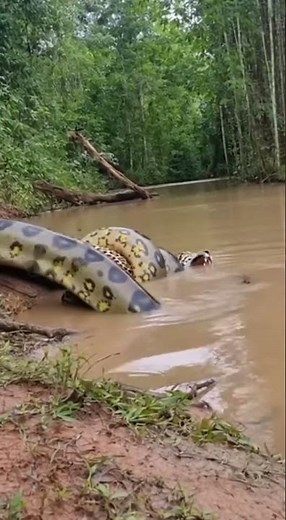 Giant Anaconda Ambushes Leopard in African River 😳🐍 | Rare Wild Moment! #snakeattack #wildlife