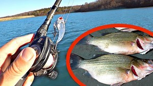 Catch, Clean & Cook: How to Target White Bass