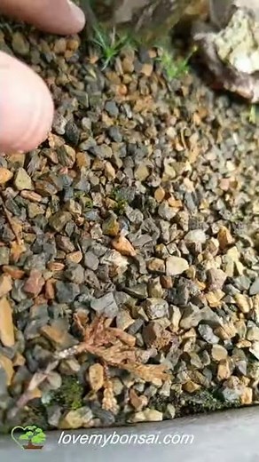 Dwarf Hinoki Cypress Specimen Bonsai Tree