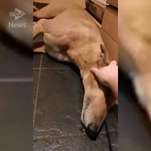 615K views · 3K reactions | WATCH: This footage shows the devastating effects fireworks have on dogs. Owner Fiona MacFarlane shared the clip of her greyhound Charlie cowering in fear in a bid to prevent their misuse. Do you think the use of fireworks should be restricted? More here ➡️ bit.ly/2F3Ylrd | STV News | Facebook