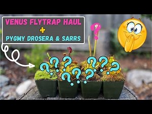 Carnivorous Plant Unboxing - HUGE Venus Flytrap Haul + Pygmy Sundew & Sarrs - CalCarn Plant Mail