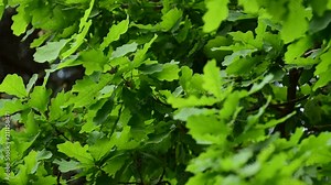Spring and green branches of oak Quercus robur with leaves growing in the foothills of the Caucasus